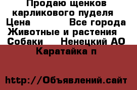 Продаю щенков карликового пуделя › Цена ­ 2 000 - Все города Животные и растения » Собаки   . Ненецкий АО,Каратайка п.